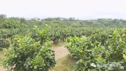 我縣13家農產品企業組團參展西部農交會，建筑勞務分包領域協同發展
